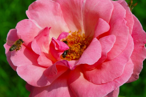 Organik Arıcılık Nedir?