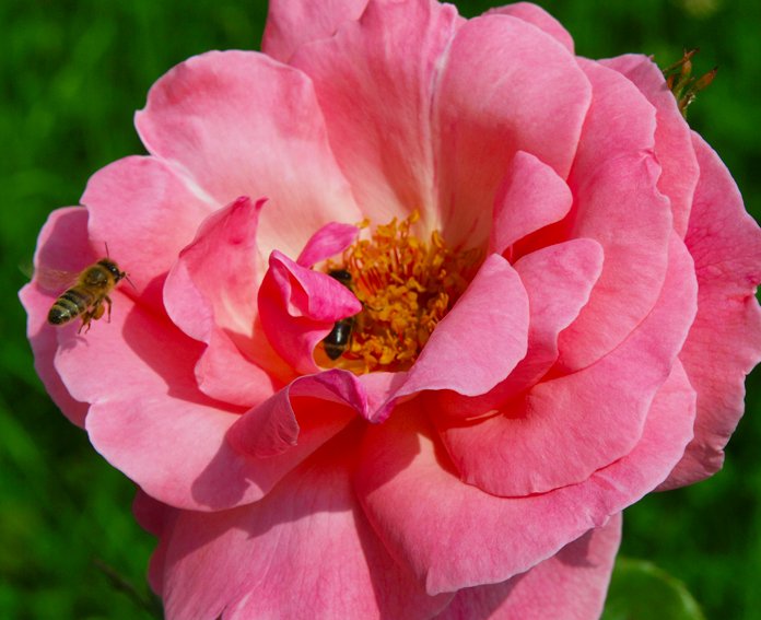 Organik Arıcılık Nedir?